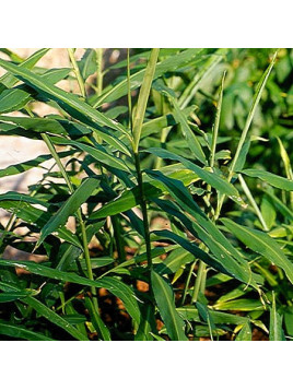 Gingembre officinale / Zingiber officinale