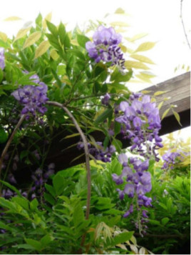 Wisteria floribunda / Glycine