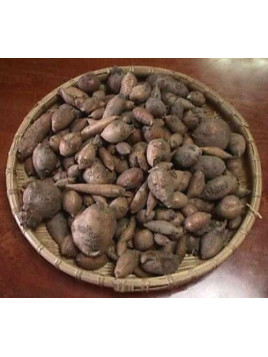 Apios americana / Glycine tubéreuse/ Pomme de terre indienne