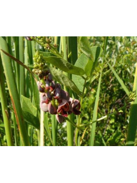 Apios americana / Glycine tubéreuse/ Pomme de terre indienne