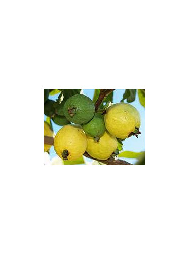 Psidium guajava 'Limon' /Goyavier citron (jaune)