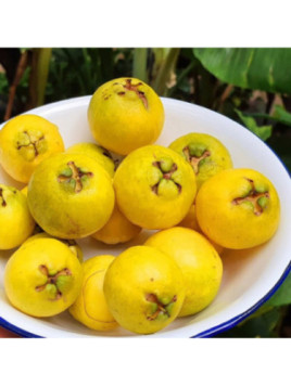 Psidium cattleianum var lucidum / Goyave Jaune