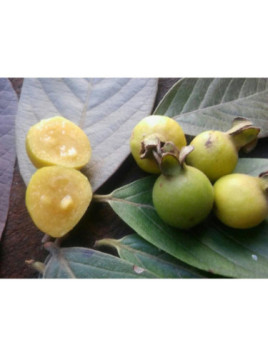 Psidium guineense