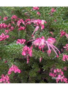 Grevillea lanigera 'Mount tamboritha'
