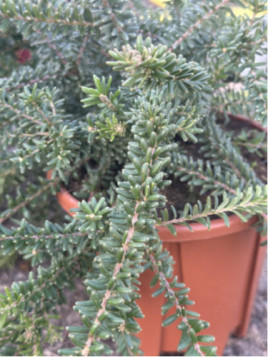 Grevillea lanigera 'Mount tamboritha'