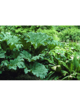 Gunnera tinctoria (appellé manicata) / Rhubarbes géante du Brésil