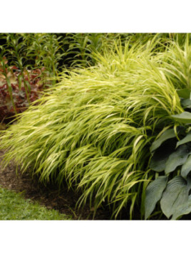 Hakonechloa macra all gold