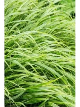 Hakonechloa macra albo-striata