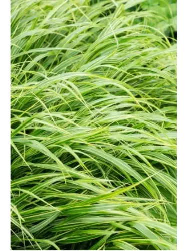 Hakonechloa macra albo-striata