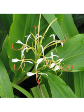 Hedychium spicatum