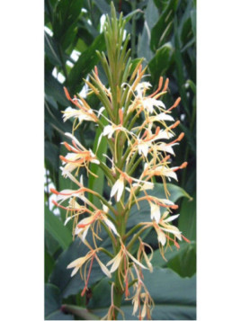 Hedychium spicatum
