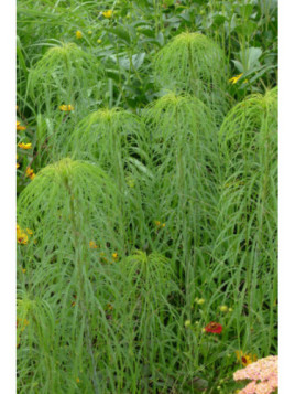 Helianthus Salicifolius