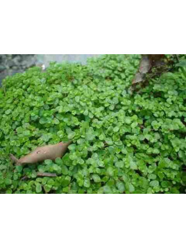 Helxine Verte / Soleirolia Soleirolii