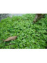 Helxine Verte / Soleirolia Soleirolii