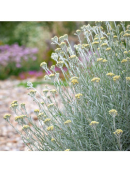 Helichrysum italicum / Faux curry