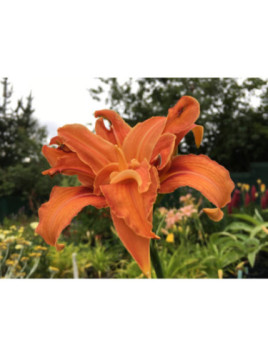 Hemerocallis fulva ' flore pleno' / Hemerocalle à fleurs comestib