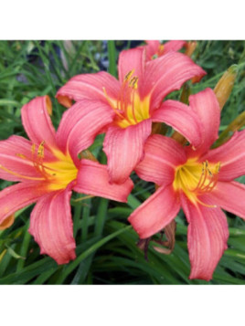 Hemerocallis 'Pink damask' / Hemerocalle à fleurs comestibles