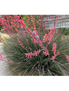 Hesperaloe parvifolia rubra Rose des sables