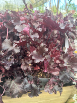 Heuchera black beauty