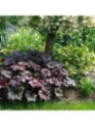 Heuchera 'Palace purple' / Heuchère