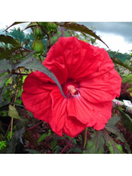 Hibiscus carroussel red wine