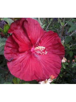 Hibiscus moscheutos 'Robert Fleming'