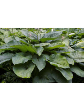 Hosta 'Empress wu'