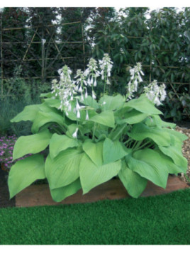 Hosta 'T Rex'