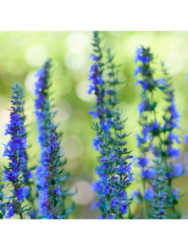 Hysope officinale - Hyssopus officinalis