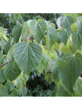 Idesia polycarpa