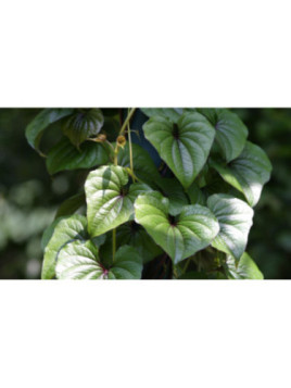 Dioscorea polystachya (batatus) / Igname de Chine