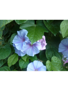 Ipomée vivace 'Edith Piaf'