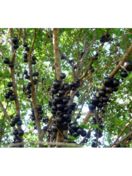 Jaboticaba - Plinia cauliflora - Myrciaria cauliflora
