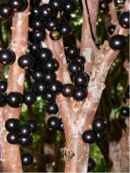 Jaboticaba - Plinia cauliflora - Myrciaria cauliflora