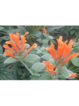 Jacobinia Suberecta
