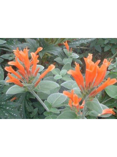 Jacobinia Suberecta