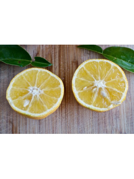 Citrus sphaerocarpa / Kabosu