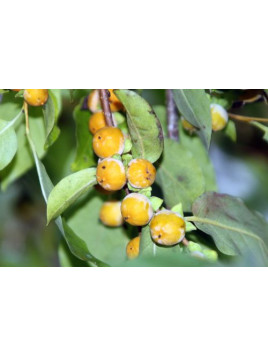 Diospyros lotus / kaki lotus / plaqueminier porte greffe