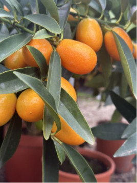 Fortunella crassifolia 'Nagami' / Kumquat