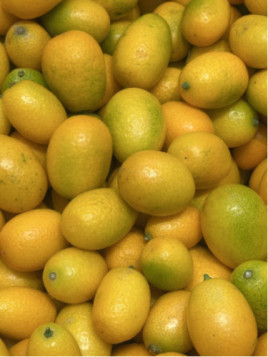 Citrus fortunella margarita / Kumquat ovale