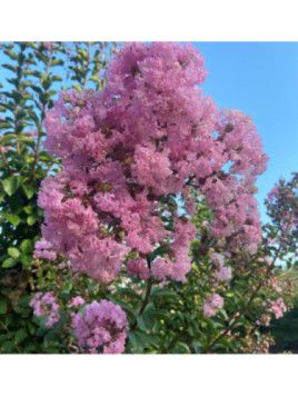 Lagerstormia indica 'Montbazillac' / Lilas des Indes