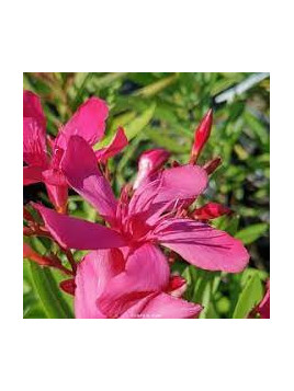 Laurier fleur prof. Granel