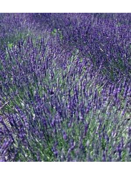 Lavandula x intermedia 'Grosso' / Lavandin