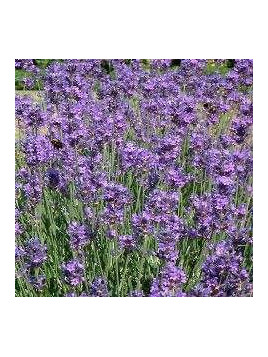 Lavande angustifolia 'Munstead'