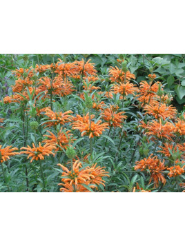 Leonotis leonorus Queue De Lion