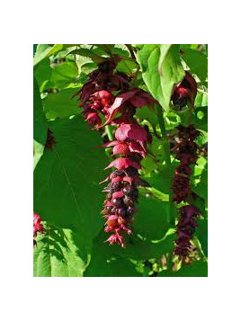 Leycesteria formosa / Arbre à faisan