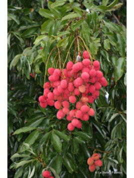 Litchi chinensis 'Wai chee'