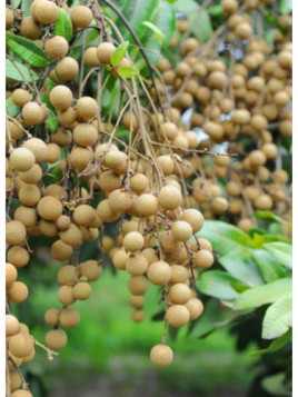 Dimocarpus longan / Longane
