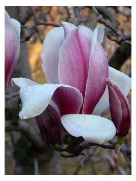 Magnolia X Soulangeana