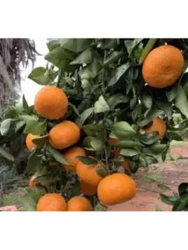 Citrus reticulata encore - Mandarine Encore